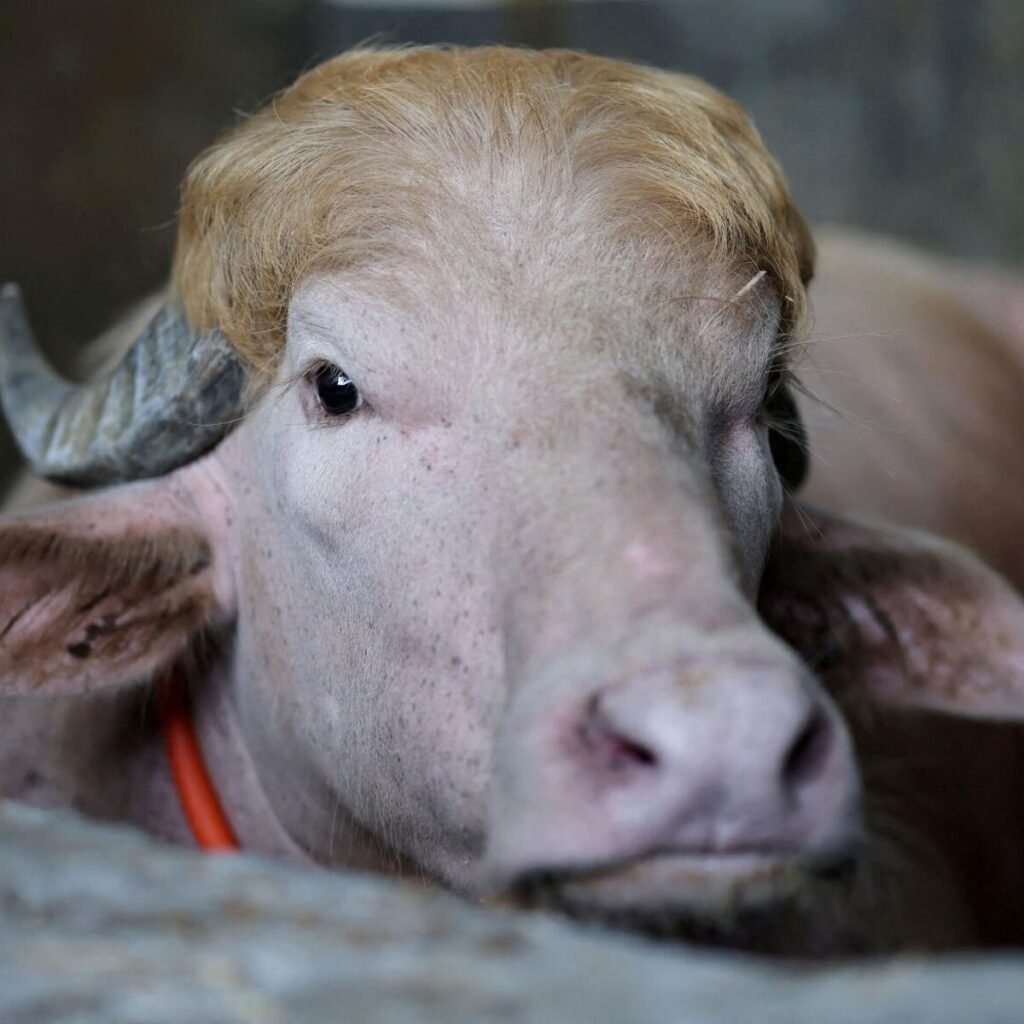 Saved by the Fringe: Viral ‘Donald Trump’ Buffalo Escapes Eid Sacrifice in Bangladesh
