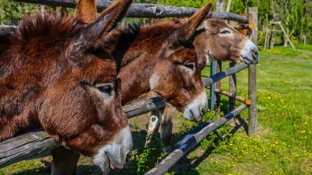 Donkeys Turned Firefighters: Spain’s Hungry Rescues Tackling Wildfires
